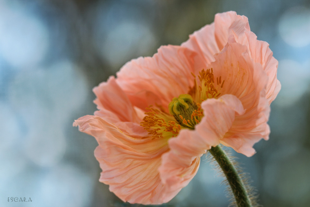 Mohn in Lachs