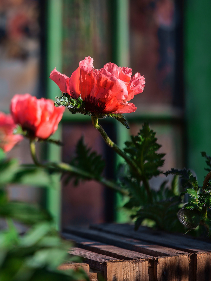 Mohn in Lachs