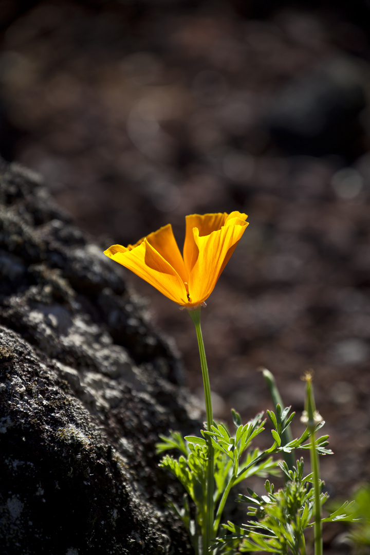 Mohn in Lava