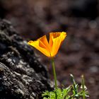 Mohn in Lava