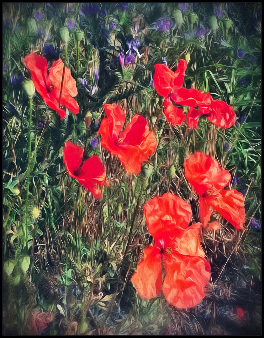 Mohn in letzter Minute ....