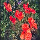 Mohn in letzter Minute ....