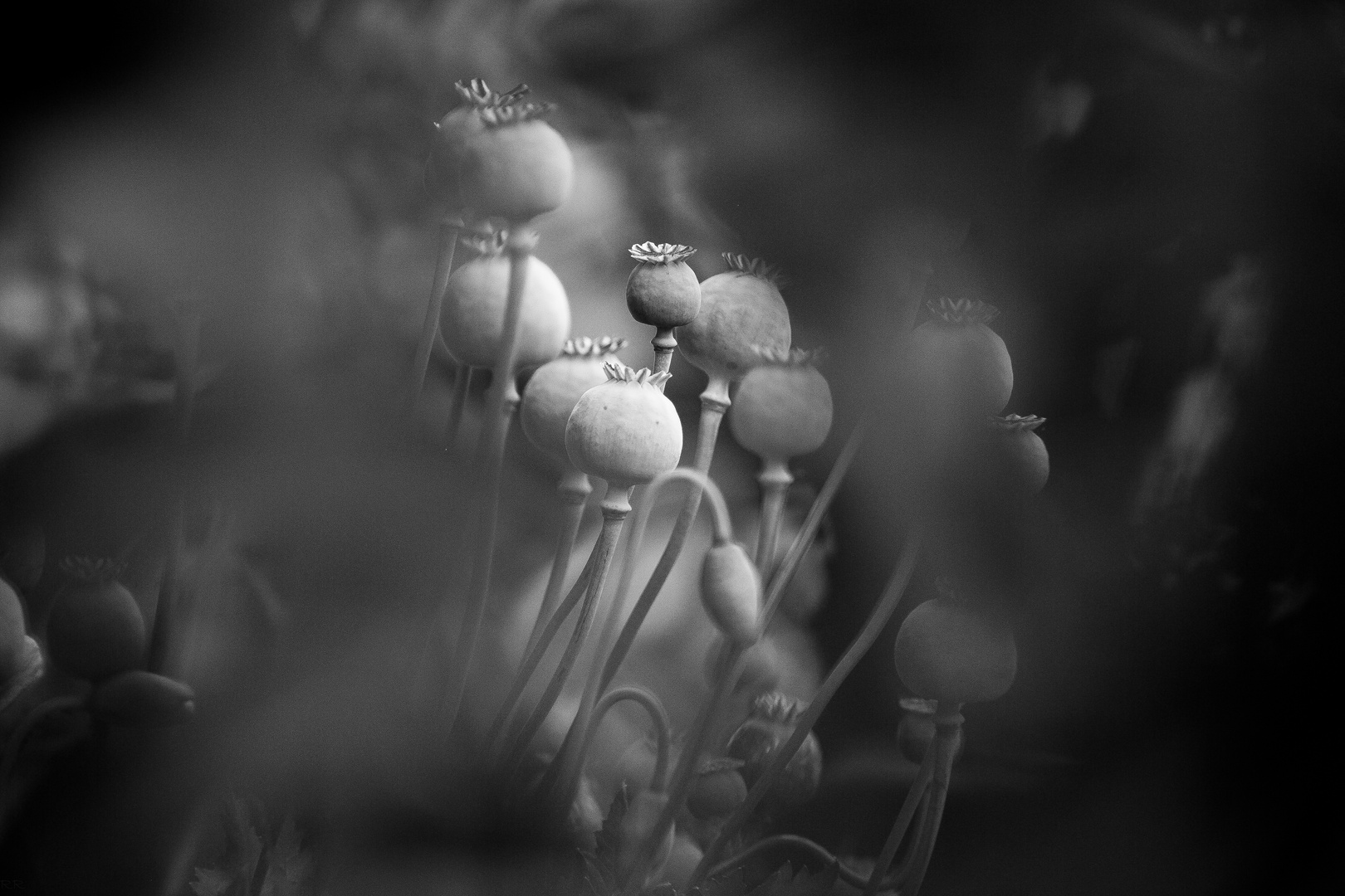 mohn in licht und schatten...