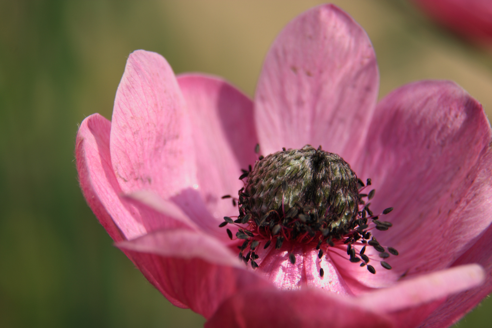 Mohn in Lila