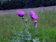 Mohn in Lila