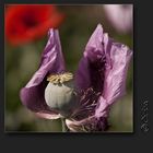 mohn in lila