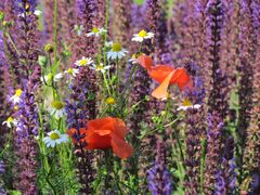 Mohn in Lila