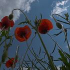 Mohn in Mäusesicht.