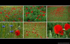 Mohn in Meck.-Pomm