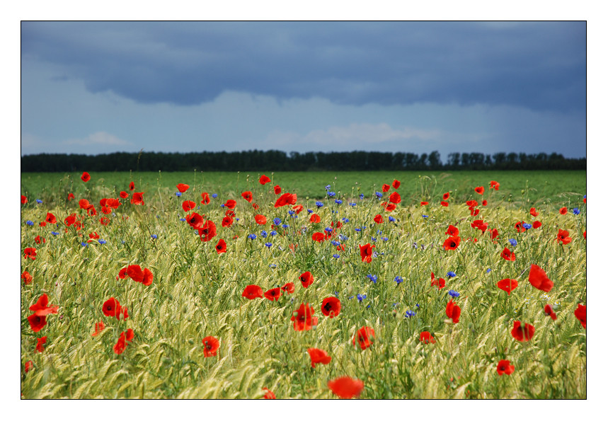 Mohn in Mecklenburg