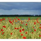 Mohn in Mecklenburg