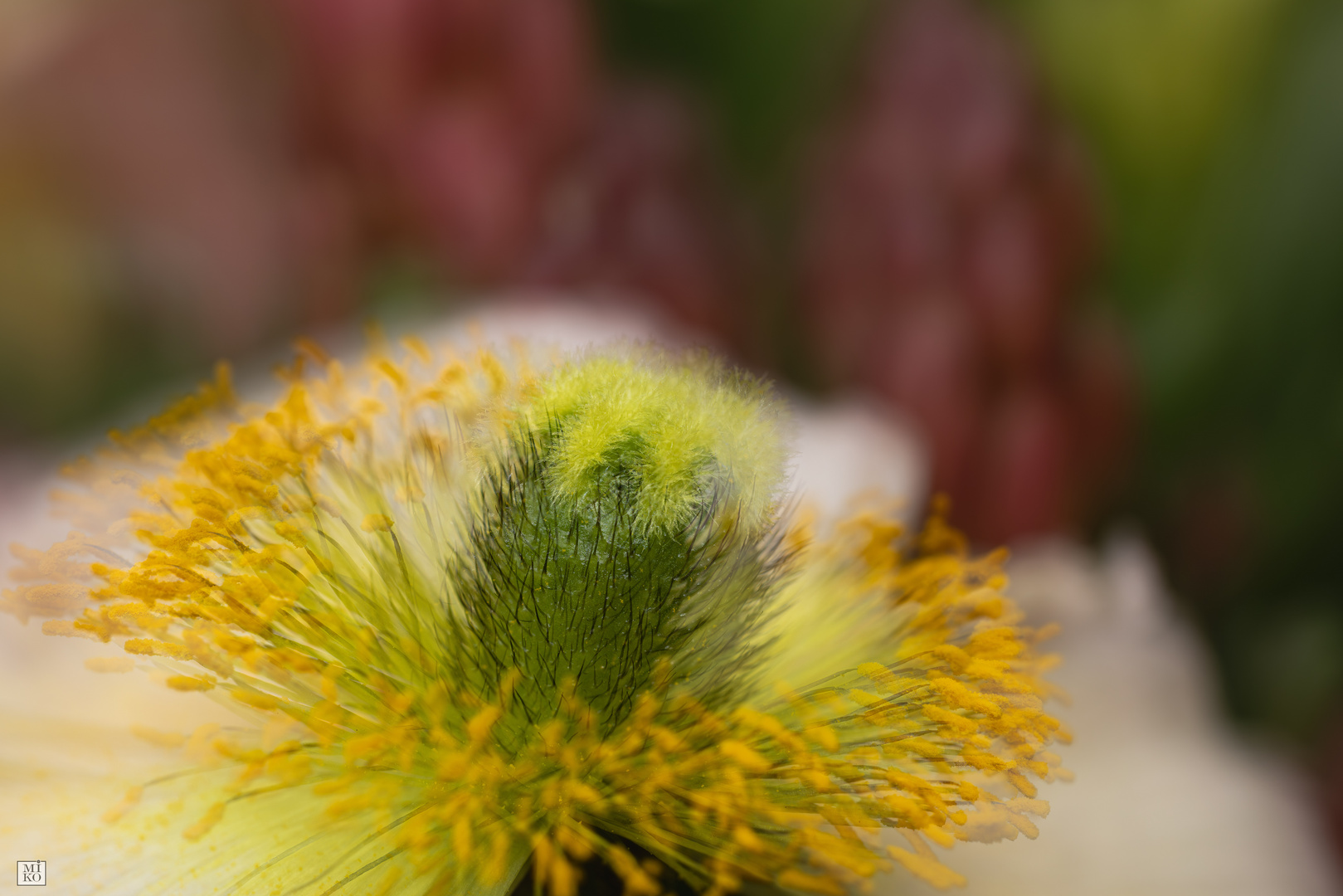 Mohn in Mehrfachbelichtung