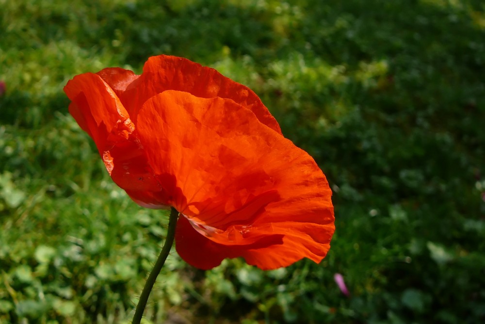 Mohn in meinem Garten