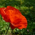 Mohn in meinem Garten