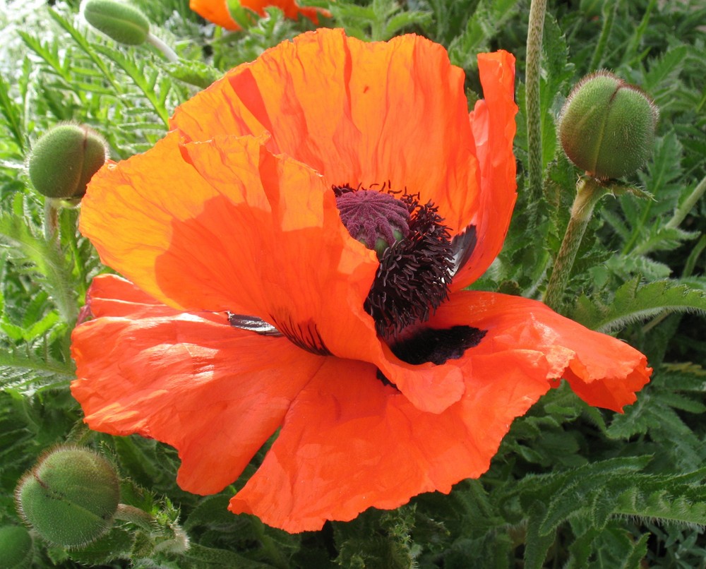 Mohn in meinem Garten