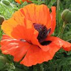 Mohn in meinem Garten