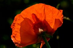 Mohn in meinem Garten