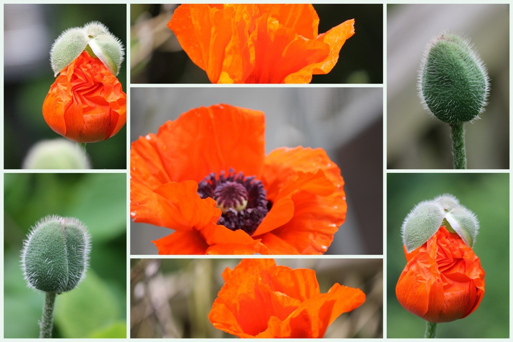 Mohn in meinem Garten