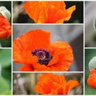 Mohn in meinem Garten