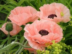 Mohn in meinem Garten