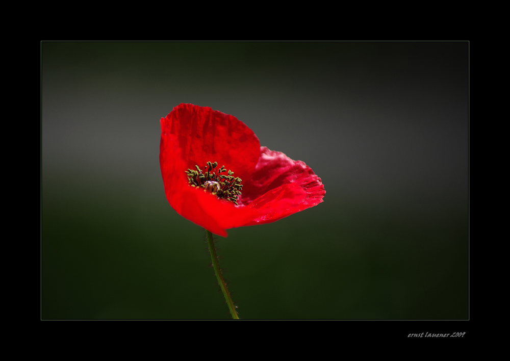 mohn in meinem garten...