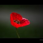 mohn in meinem garten...