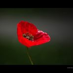 mohn in meinem garten...