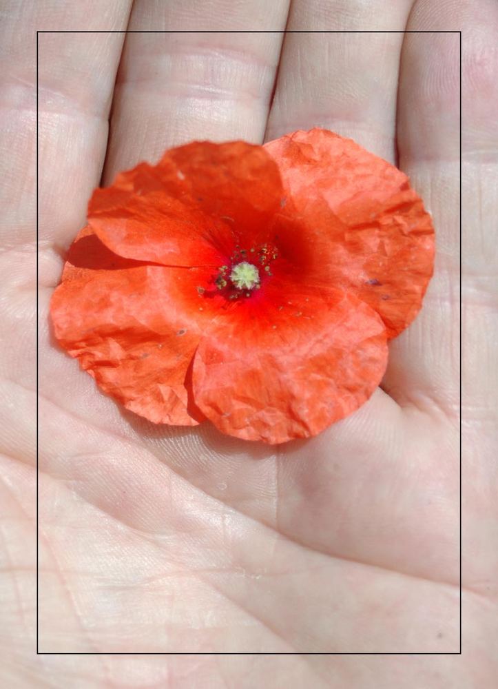 Mohn in meiner Hand