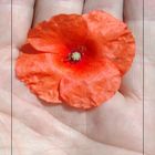 Mohn in meiner Hand