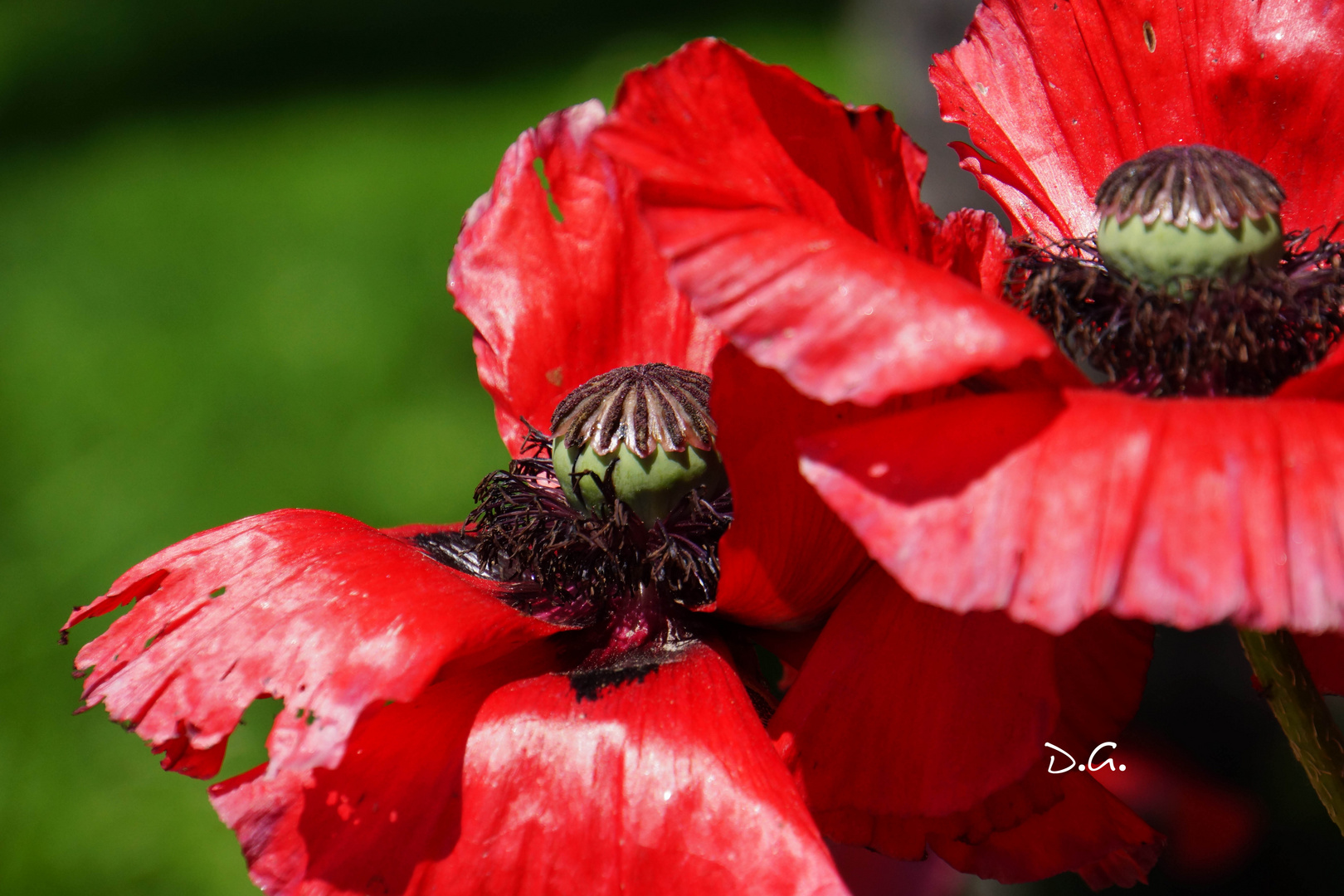 Mohn in Meran