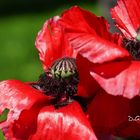 Mohn in Meran