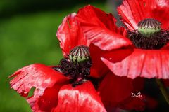 Mohn in Meran