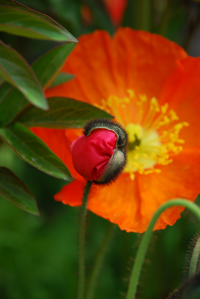 Mohn in Meran