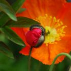 Mohn in Meran