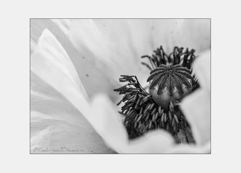 Mohn in Monochrom....