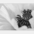 Mohn in Monochrom....