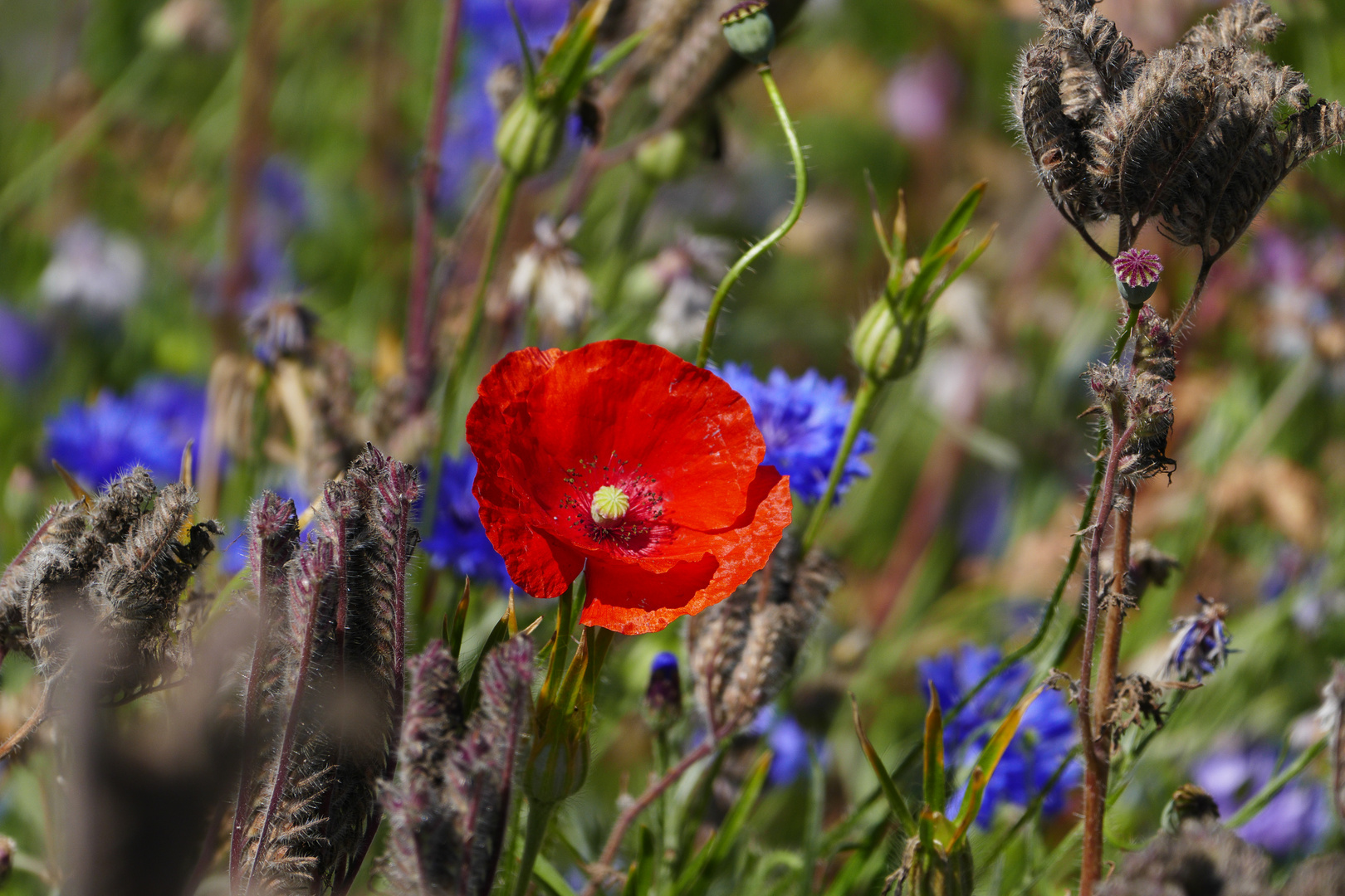 Mohn in Monschau 