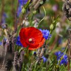 Mohn in Monschau 