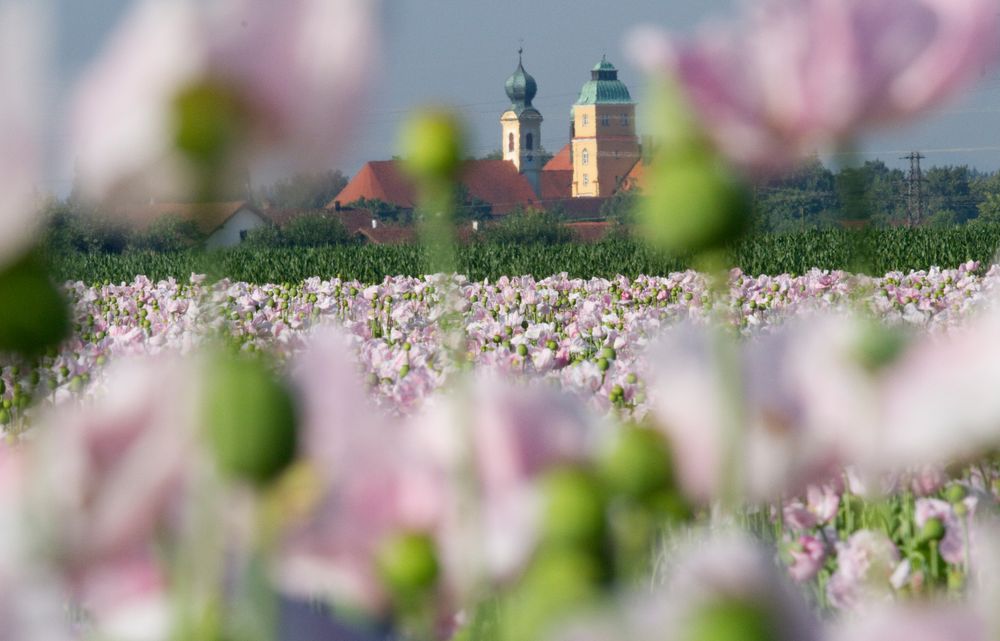 Mohn in Mühldorf