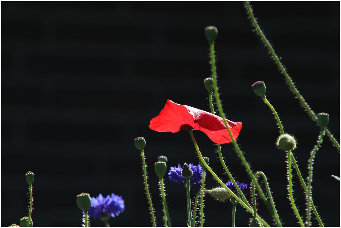 Mohn in Nachbars Garten