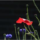 Mohn in Nachbars Garten