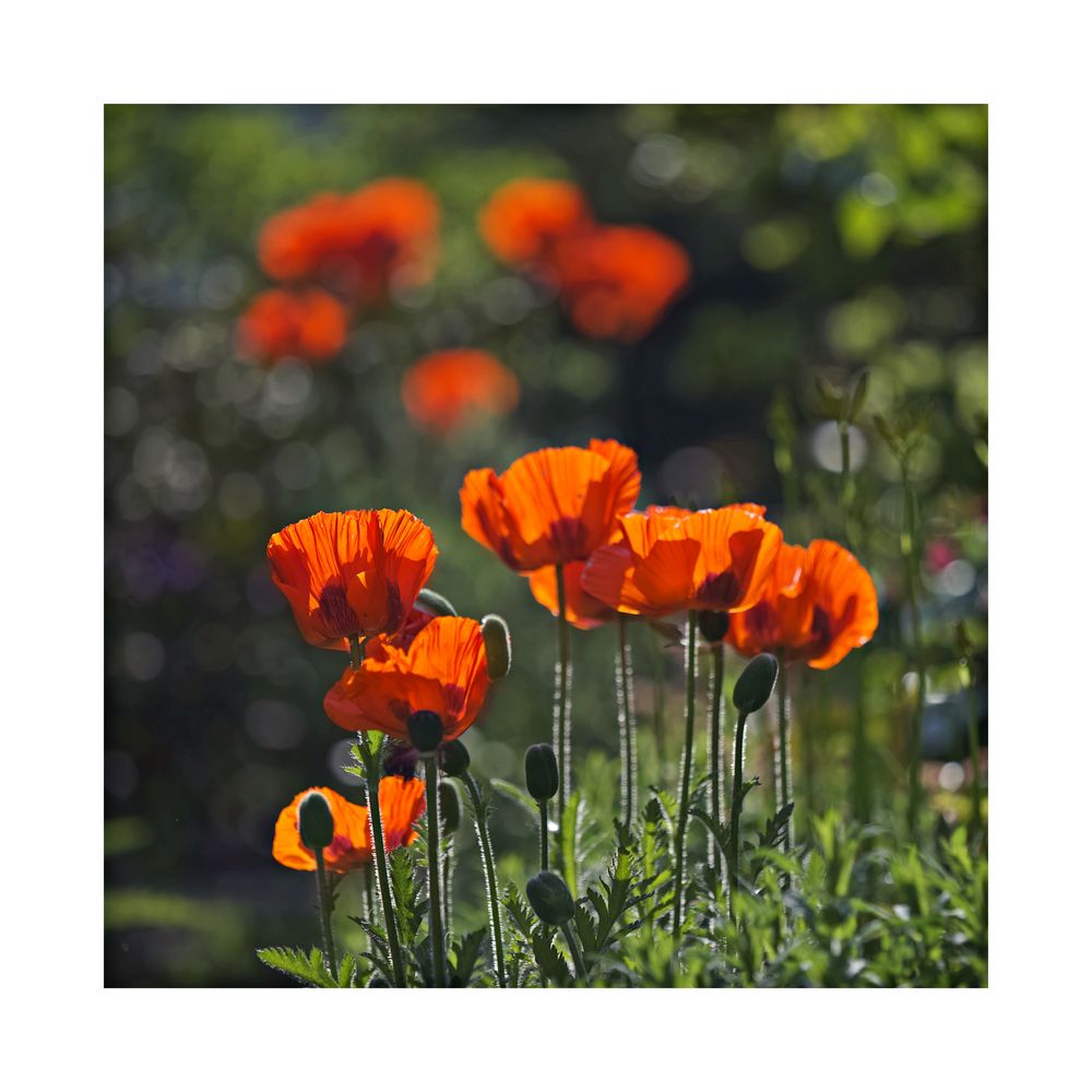 Mohn in Nachbar's Garten