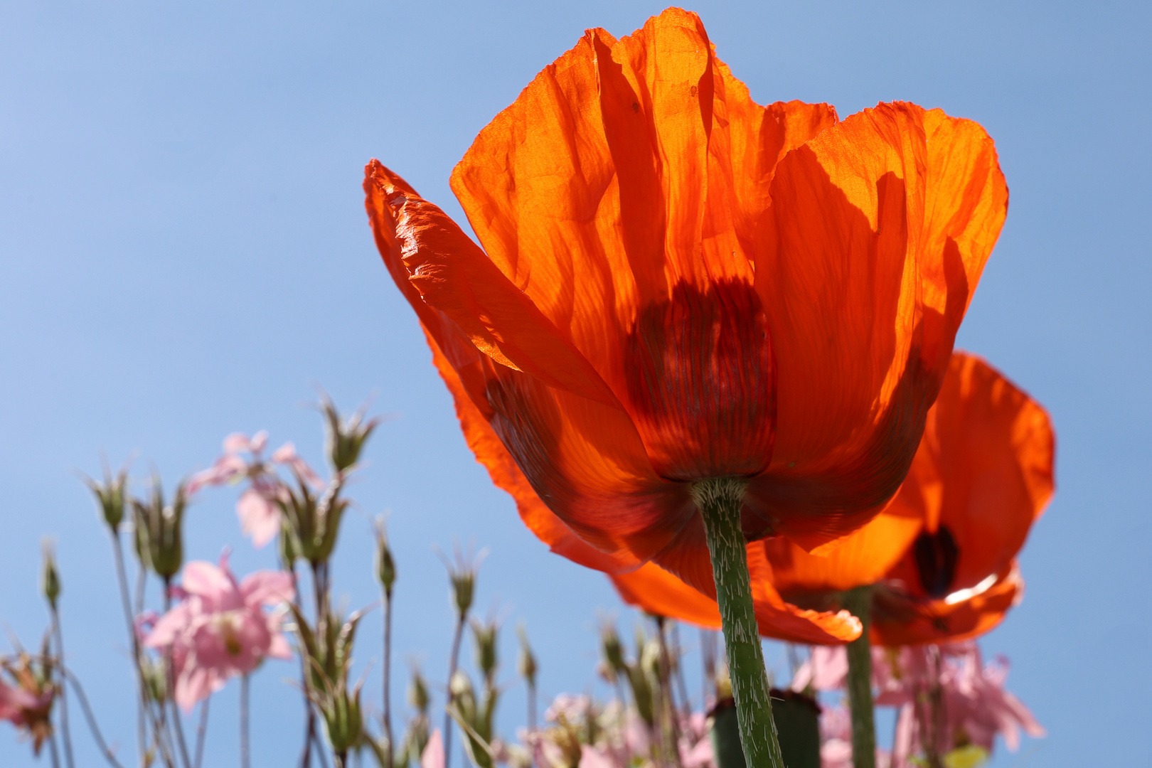 Mohn in Nachbars Garten