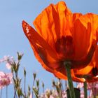 Mohn in Nachbars Garten