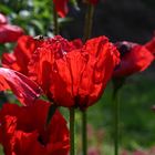 Mohn in Nachbars Garten