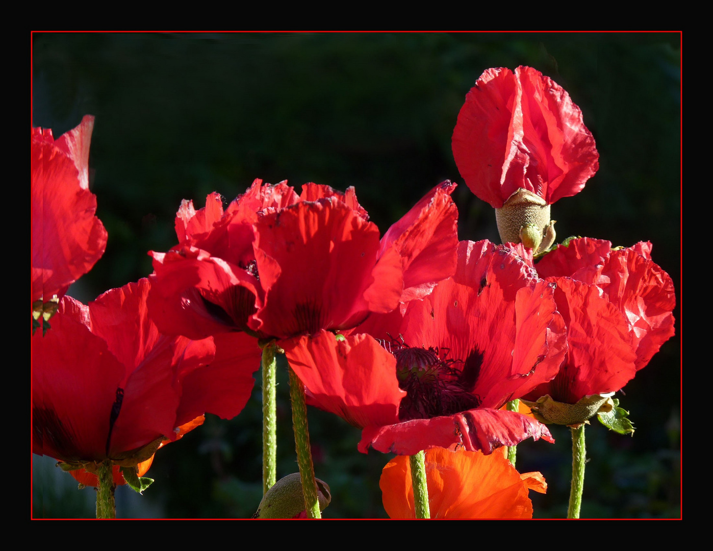 Mohn in Nachbars Garten