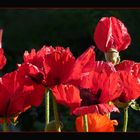 Mohn in Nachbars Garten