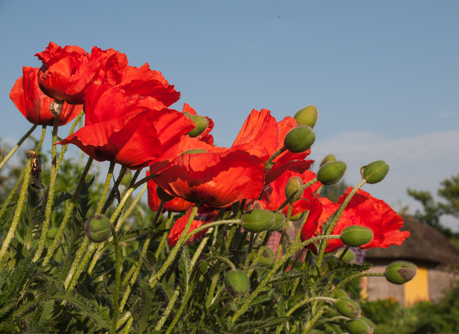 Mohn in Noldes Garten