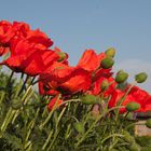 Mohn in Noldes Garten