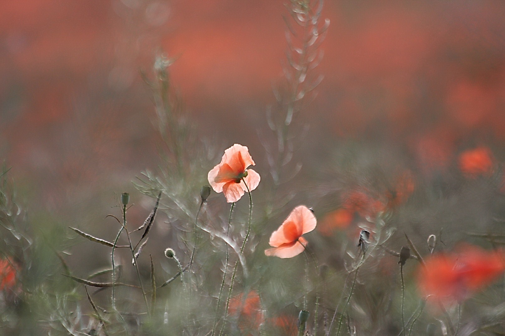 Mohn in Öl (2)